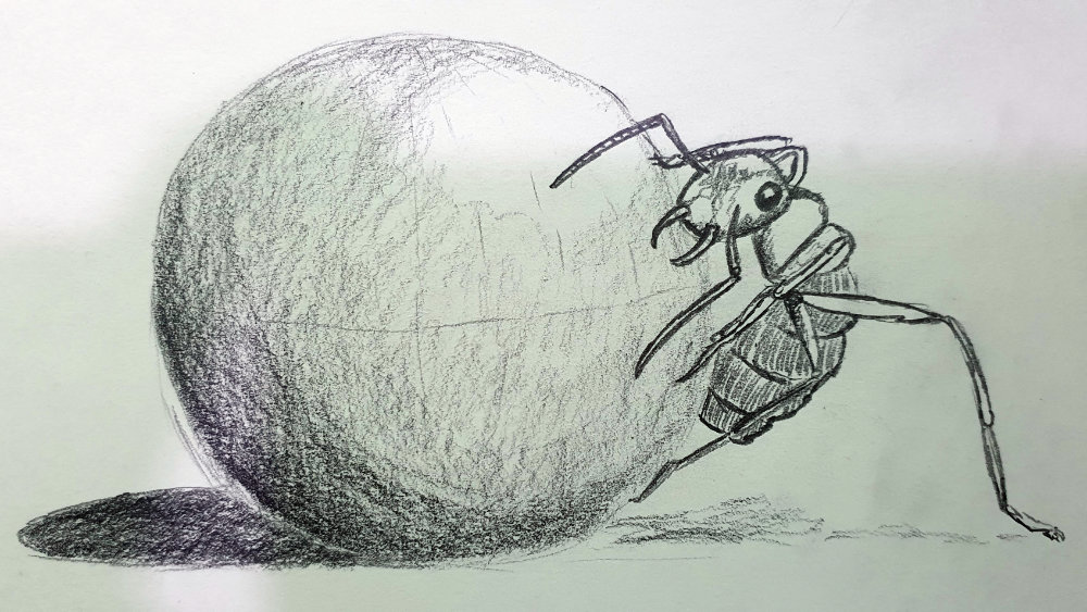 Ant in Pencil