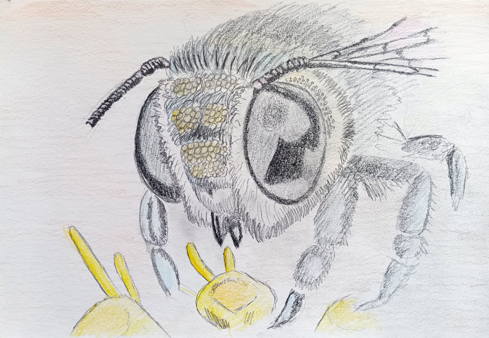 Bee in Pencil,&nbsp;A4