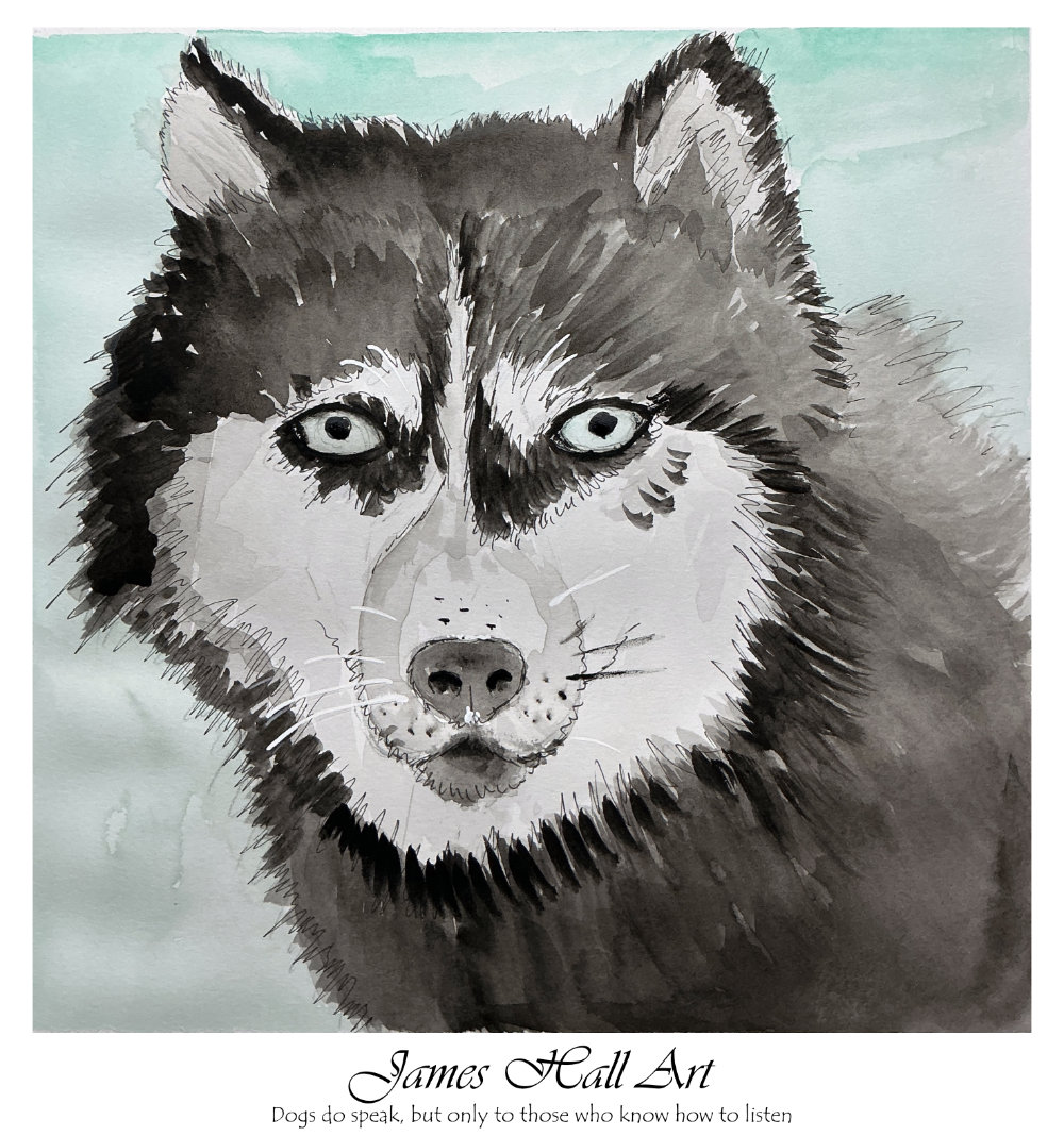 Husky watercolour