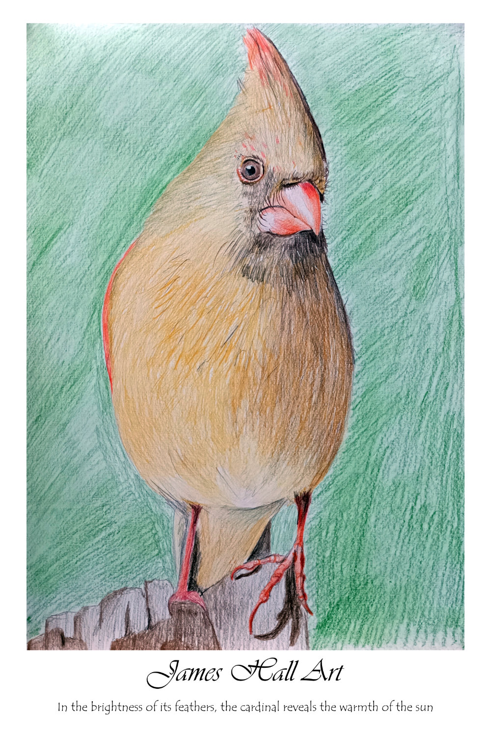 Northern Cardinal in Coloured Pencils,&nbsp;A3