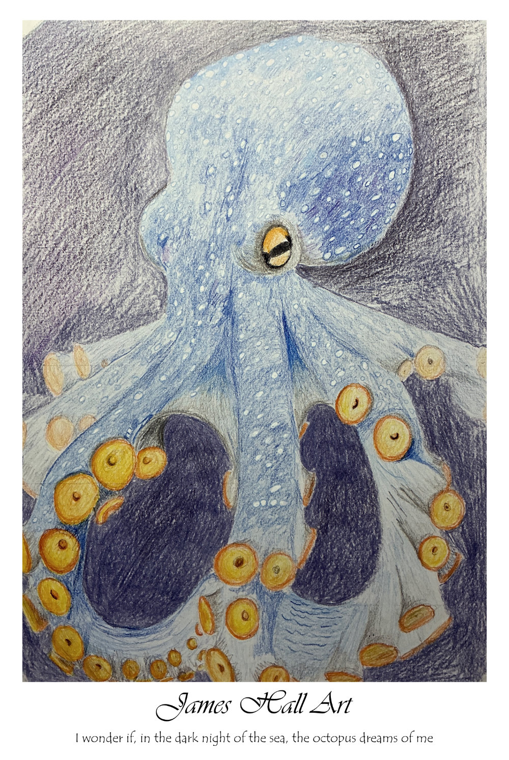 Octopus, A4 Coloured&nbsp;Pencil