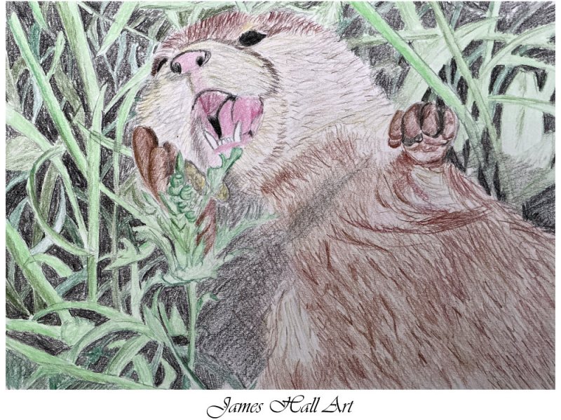 Otter, A4 Coloured&nbsp;Pencil