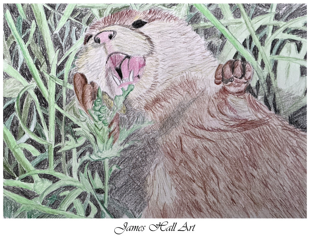 Otter, A4 Coloured&nbsp;Pencil