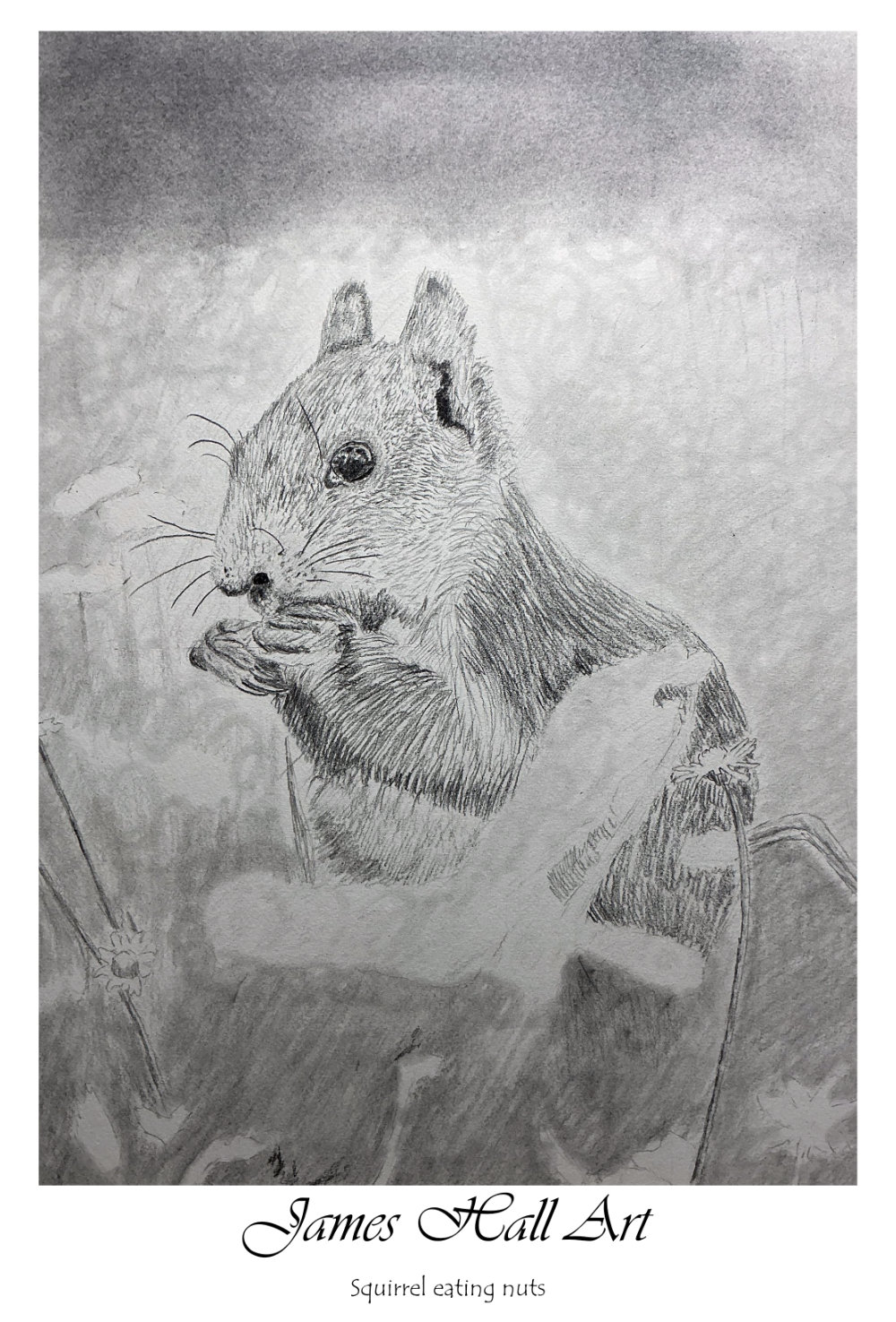 Squirrel, A3 in&nbsp;Graphite