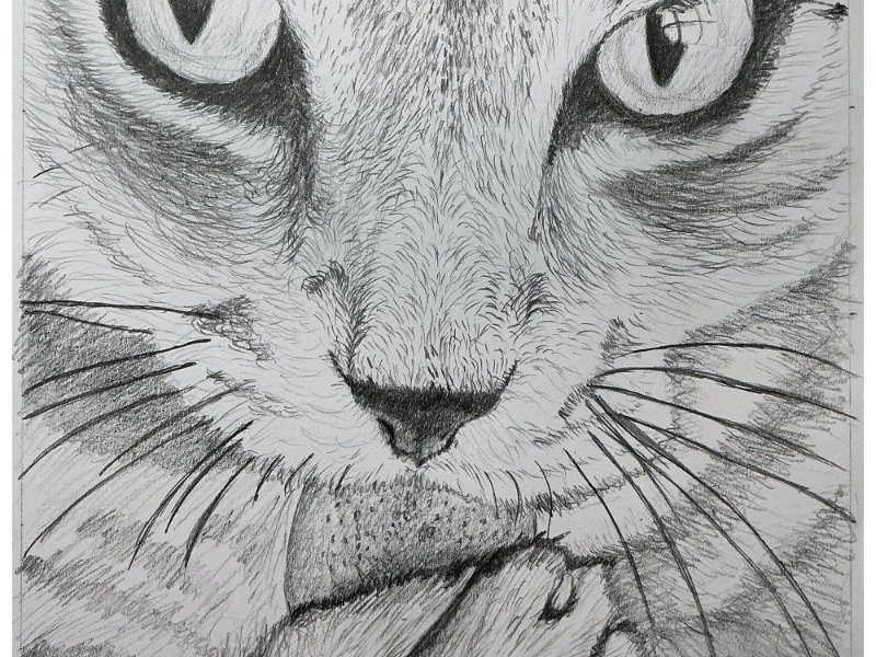 The Cat that got the&nbsp;Cream