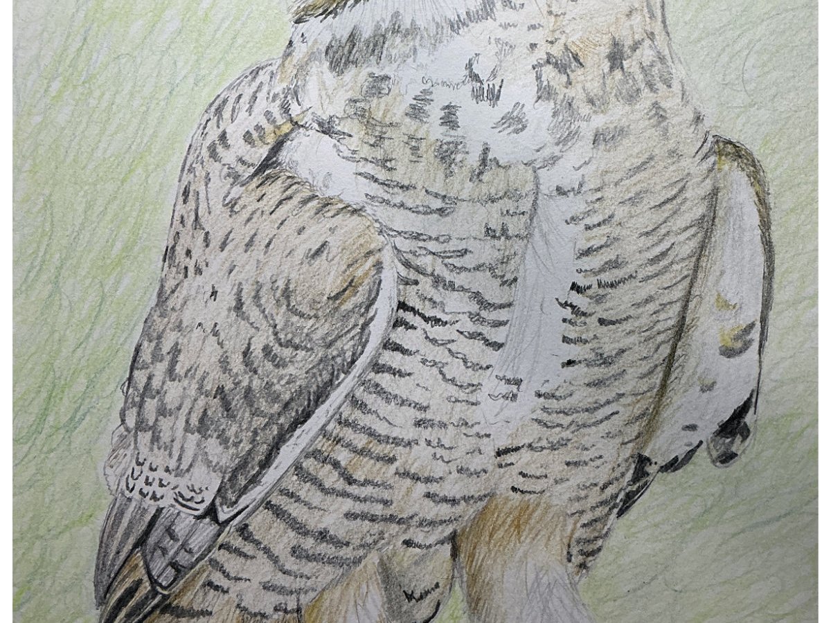 The Wise Old&nbsp;Owl