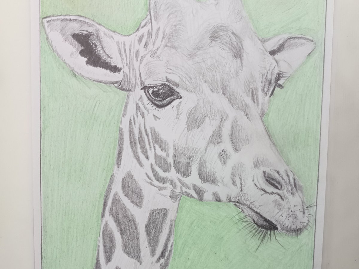 Gary the Giraffe